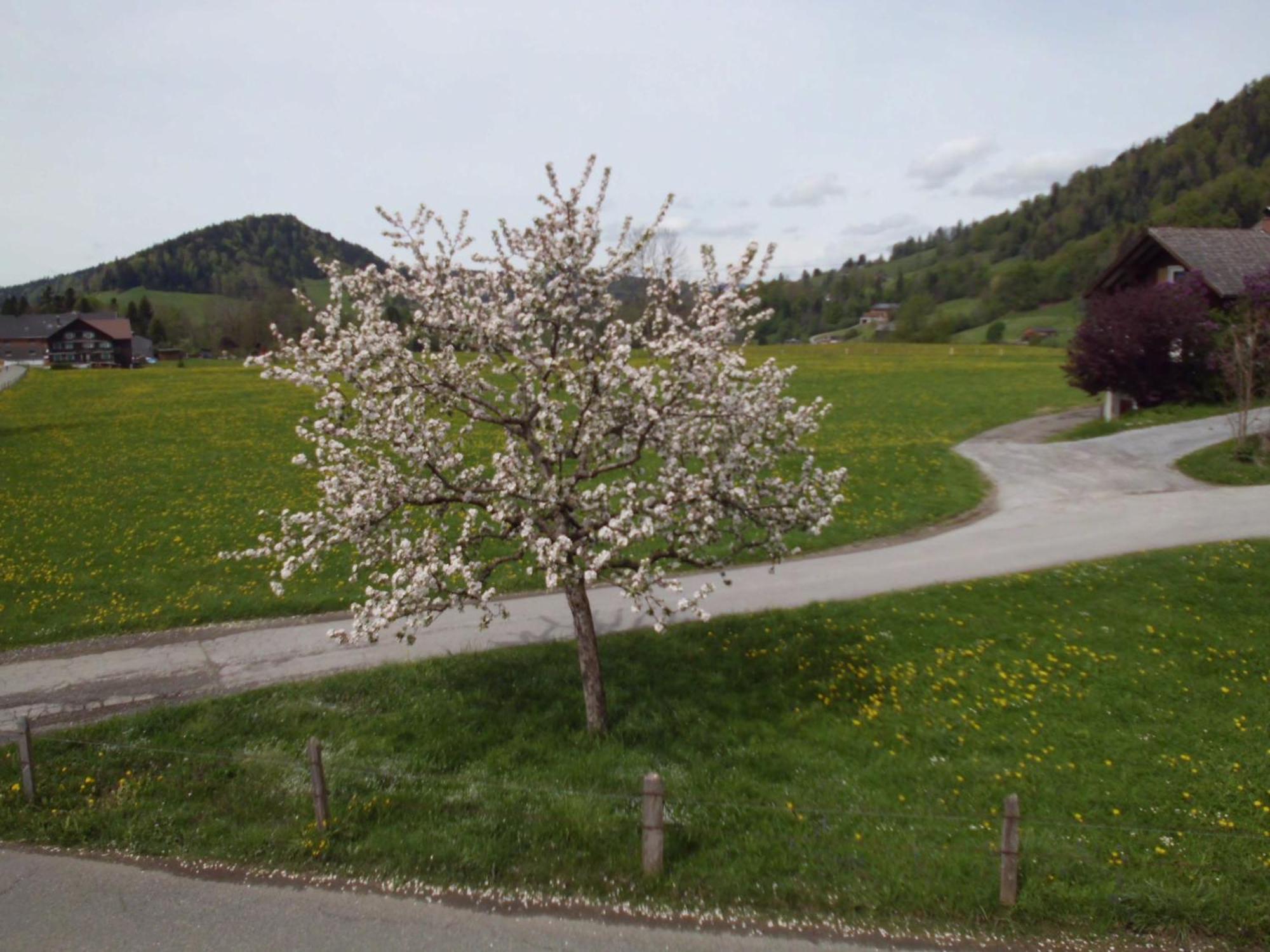 Ferienwohnung Annele Hittisau Kültér fotó
